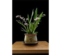 Cymbidium rizomi, esclusivirizomi, interni ideali, rizomi di alta qualità, colibrì orchida, resistenza invernale, rizomi di orchidea cymbidium