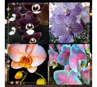 Cymbidium,Vari Colori,perenni,Splendente e vivace,Ambiente Paesaggistico,Decorazione del giardino.-8Cymbidium pezzo-I