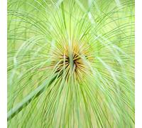 Cyperus papyrus, balcone decorazioni giardino esterni in vaso 250semi