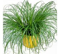 Cyperus Zumula - Erba Gatta | Supporto Digestivo Adatto ai Gatti | 20-30 cm