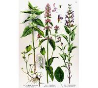 CYQFEZ Puzzle 1000 Pezzi,Retro Plants Flowers Illustrations ,Colorato,Elderly Giochi Di Memoria E Cognizione,Giocattoli Per La Sfida Del Divertimento In Famiglia,Yz499Wz