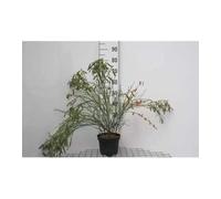 Cytisus (s) 'Palette' - Ginestra, contenitore da 40 - 60 cm