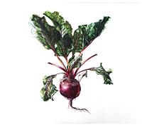 Czesław Śpiewa - CzesĹaw Ĺpiewa: CzesĹaw Ĺpiewa & Arte dei Suonatori [CD]