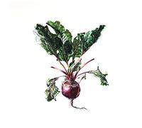 Czeslaw Spiewa & Arte dei Suonatori Lp