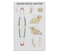 CZMDKEXM Equine Care Educational Poster Horse Chart Veterinary Anatomy for Barn Training Room(Framed,16x24inch(40x60cm))