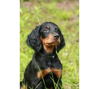 Dachshund Notebook / Cute Dachshund Notebook / Cute Dog Notebook