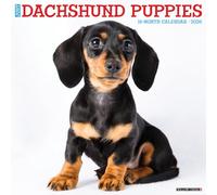 Dachshund Puppies 2026 12 X 12 Wall Calendar