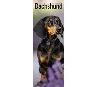 Dachshund Slim 2025 Slimline Wall Calendar | Dog Breed Calendar