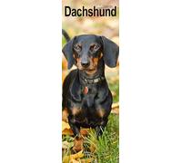 Dachshund Slim 2027 Calendar | Slimline Wall Calendar | Dog Breed Gift | Plastic Free Packaging | by Avonside Publishing