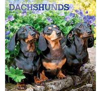 Dachshunds | 2027 12 x 24 Inch (Hanging) Monthly Square Wall Calendar | Foil Stamped Cover | Plastic-Free | BrownTrout | Animals Dog Breeds