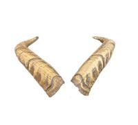 Dagestan Tur Corna ca. 53cm - Corna artistiche realistiche di Motes Masken, fatte a mano, robuste e leggere - Ideale per Krampus, Perchten, feste e eventi a tema e decorazioni (Dagestan Tur)