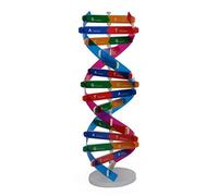 DAGLLGEW Modello di Dna per Bambini Modello a Doppia Spirale del Dna Componenti educativi scientifici per Strumenti didattici Attrezzatura didattica a Spirale Strumento sperimentale per Bambini