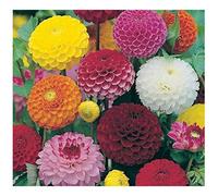 DAH518-02 Dalia "Double Blend" Grani più fini (240 semi)