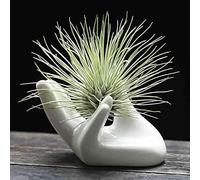 Dahey Mini supporto per piante in ceramica a forma di mano, per piante aeree Tillandsia, piccolo contenitore decorativo per la casa, per scrivania, tavolo, mensola, bianco, 1 confezione (pianta non