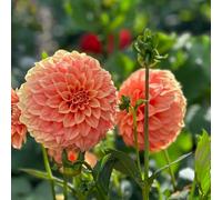 Dahlia - Bulbi di dalia, resistenti al freddo e alla siccità, colori misti, adatti per giardini e terrazzi-4bulbi-D