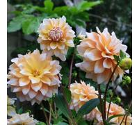 Dahlia - Bulbi di dalia, resistenti al freddo e alla siccità, colori misti, adatti per giardini e terrazzi-6bulbi-E