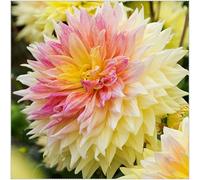 Dahlia - Bulbi di dalia, resistenti al freddo e alla siccità, colori misti, adatti per giardini e terrazzi-8bulbi-A