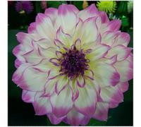 Dahlia :Decorazione per Casa: Bulbi di Dahlia Semplici da Coltivare, Perfetti per Iniziatori-10bulbi-E