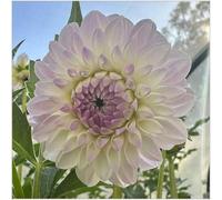 Dahlia :Resistenti Bulbi di Dahlia - Adatti per Interni ed Esterni, Semplici da Piantare e Duraturi-2bulbi-C