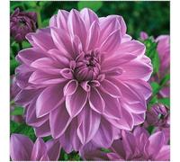 Dahlia :Resistenti Bulbi di Dahlia - Adatti per Interni ed Esterni, Semplici da Piantare e Duraturi-4bulbi-B