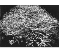 Daido Moriyama - Flowers