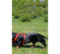 Daily Planner 2026: Daily Agenda with Cute Dachshund Photos