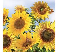 Daisy - Tovaglioli di carta velina a 3 veli, motivo floreale, per decoupage e pranzo, 33 x 33 cm, confezione da 20 (girasoli nel cielo)