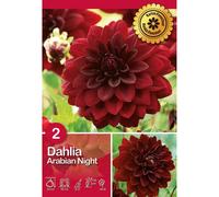 Dalia "Arabian Night"