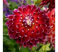 Dalia bulbi,bulbi di dalia gigante,Bulbi Da fiore resistenti,Dalia Fiore,Splendide piante ornamentali per giardini e vasi,Zinnia Pianta(Senza Semi, non artificiali,resistenti)-2bulbi-F