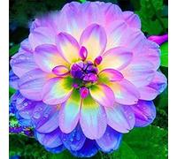 Dalia bulbi,bulbi di dalia gigante,Bulbi da fiore resistenti,Dalia fiore,Splendide piante ornamentali per giardini e vasi,Zinnia(senza semi, non artificiali,resistenti)-6bulbi-A