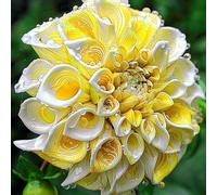 Dalia bulbi,bulbi di dalia gigante,Bulbi da fiore resistenti,Dalia fiore,Splendide piante ornamentali per giardini e vasi,Zinnia(senza semi, non artificiali,resistenti)-6bulbi-H