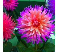 Dalia bulbi,bulbi di dalia gigante,Bulbi da fiore resistenti,dalia fiore,Splendide piante ornamentali per giardini e vasi,zinnia pianta(senza semi, non artificiali,resistenti)-2bulbi-C