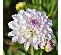 Dalia bulbi,bulbi di dalia gigante,Bulbi da fiore resistenti,Dalia fiore,Splendide piante ornamentali per giardini e vasi,Zinnia(senza semi, non artificiali,resistenti)-4bulbi-E