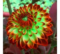 Dalia bulbi,bulbi di dalia gigante,Bulbi Da fiore resistenti,Splendide piante ornamentali per giardini e vasi,Zinnia Pianta(Senza Semi, non artificiali,resistenti)-4bulbi-B