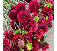 dalia bulbi decorazione degli interni esotica giardino del balcone Letti elevati per il giardino prato di api letto elevato per balcone Copertura resistente dalia 5pcs