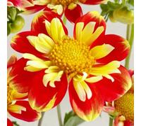 dalia bulbi giardino del balcone prato di api dalia giardino del balcone selvatico Copertura resistente letto elevato Letti elevati per l'interno esotico 3pcs