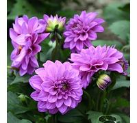 dalia bulbi letto elevato letto elevato per balcone Letti elevati per il giardino del balcone prato delle api selvatiche dalia Copertura resistente 7pcs