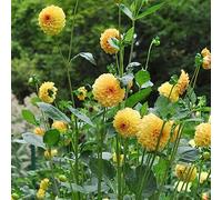 Dalia da ufficio da giardino Bulbi perenni resistenti all'inverno resistenti decorazione ufficio decorativi bonsái 4pcs