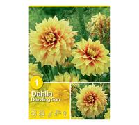 Dalia "Dazzling Sun" Giallo-arancio
