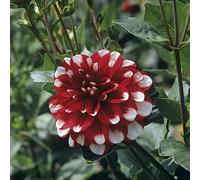 dalia decorazione del balcone ombra giardino eccellente lungo 4bulbi