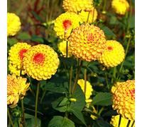 dalia decorazioni giardino per esterni interni esotici semi balcone reali semi giardino decorazione 300pcs