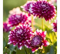 dalia decorazioni giardino per esterni tagliati di primi semi giardino interni esotici reali 700pcs