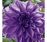 Dalia fiore,Dalia bulbi,bulbi di dalia gigante,Bulbi da fiore resistenti,Splendide piante ornamentali per giardini e vasi,Zinnia(senza semi, non artificiali,resistenti)-10bulbi-G