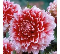 Dalia fiore,Dalia bulbi,bulbi di dalia gigante,Bulbi da fiore resistenti,Splendide piante ornamentali per giardini e vasi,Zinnia(senza semi, non artificiali,resistenti)-8bulbi-C