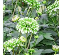 Dalia giardino balcone ufficio 1bulbi