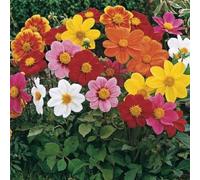 Dalia Mignon"Dahlia variabilis" 50 Semi