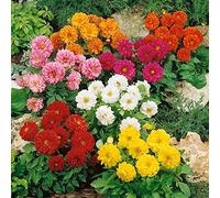 DALIA MISCUGLIO DI COLORI NR.50 SEMI