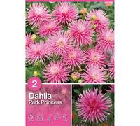 Dalia "Park Princess"