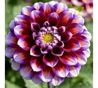 Dalia perenne a doppio petalo/Giardino, balcone, vaso e piantagione in piena terra/Facile da coltivare, Fiorisce in tutte le stagioni-10bulbi-H