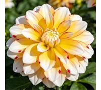 Dalia perenne a doppio petalo/Giardino, balcone, vaso e piantagione in piena terra/Facile da coltivare, Fiorisce in tutte le stagioni-2bulbi-J